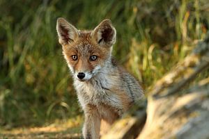 Jong vosje van Menno Schaefer