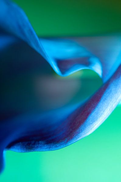 A still life of a beautiful Calla by Hanny Andela - Andelafotografie