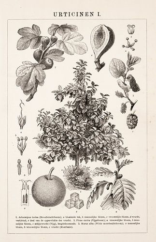 Vintage gravure Urticinen I