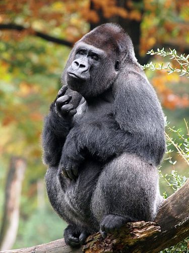 Gorilla