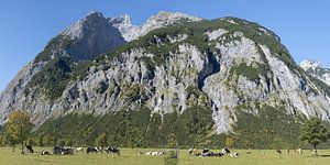 Herd in the shadow of the Karwendel mountains