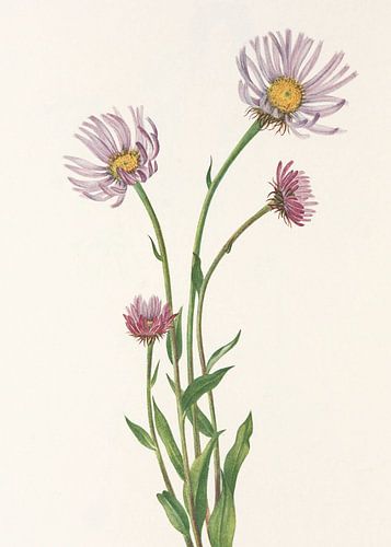 Alaska Fleabane From North American Wildflowers (1925) By Mary Vaux Walcott.