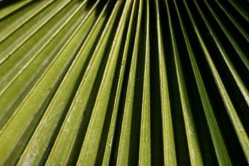 Palmblatt | Fine Art Natur Foto von Karijn | Fine art Natuur en Reis Fotografie