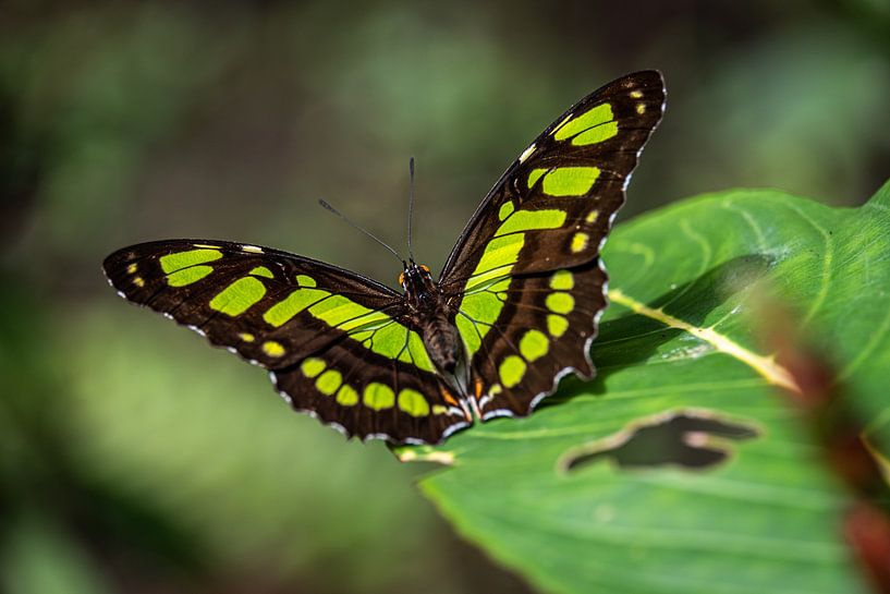 Green on green by Guy Lambrechts Photography