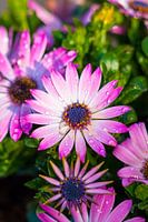 Marguerite espagnole