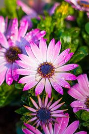 Spanish marguerite by sophiimage