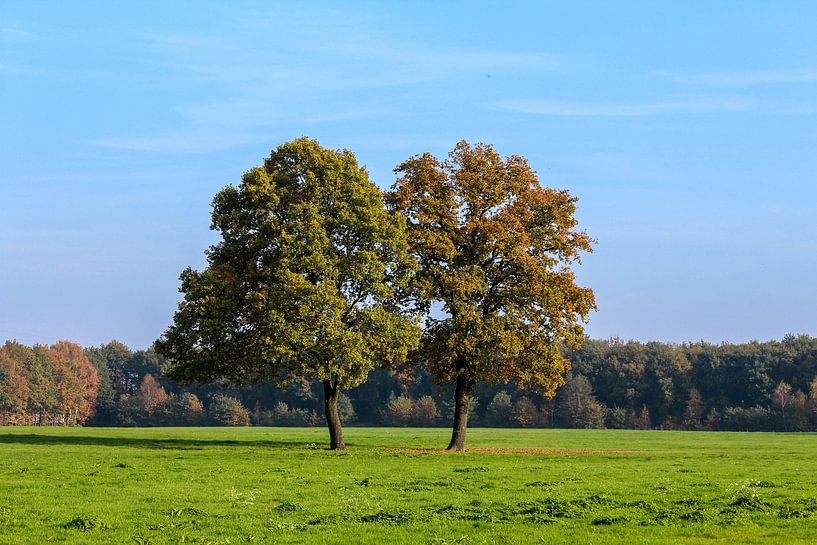 Twintree van Niels Klein Baltink