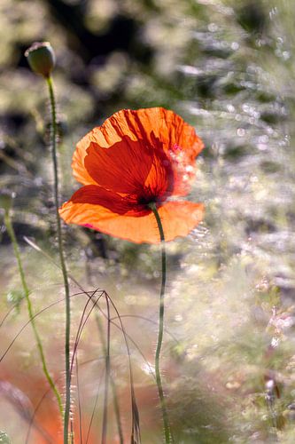 Poppy in backlight