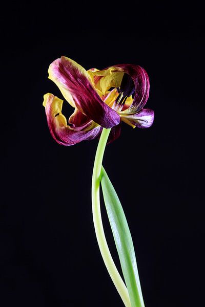 Ephemerality by Thomas Jäger