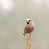 Appelvink, Gros bec, Hawfinch, Kernbeißer van Corrie Post