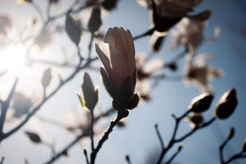 Magnolia in de lente