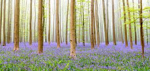 Bluebell forest during springtime