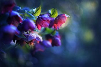 Twilight Flowers