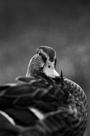 Portrait duck black and white by Joëlle Pekaar