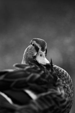 Portrait de canard en noir et blanc sur Joëlle Pekaar