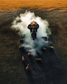 Herd of elephants