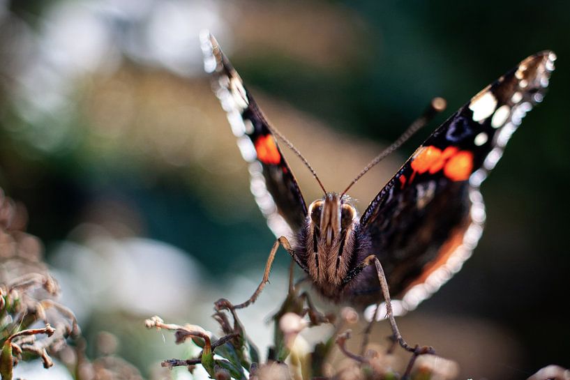 Atalanta butterfly by Marinda Grip