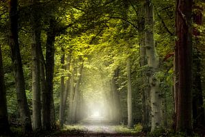 A Foggy Day