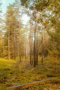 La forêt dorée en automne sur Raaf