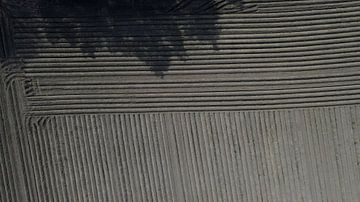 Field | interplay of lines