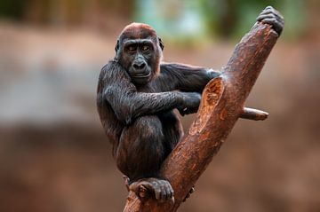 Gorilla cub climbing by Mario Plechaty Photography