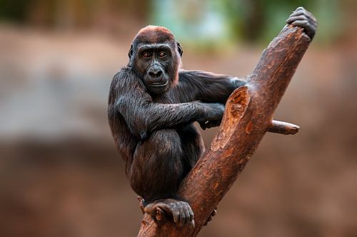 Gorilla cub climbing