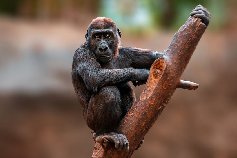 Gorilla welp klimmend van Mario Plechaty Photography