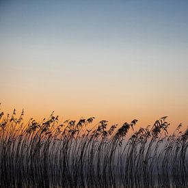 Beruhigender Sonnenaufgang mit Schilfsilhouetten von Susanne Ottenheym