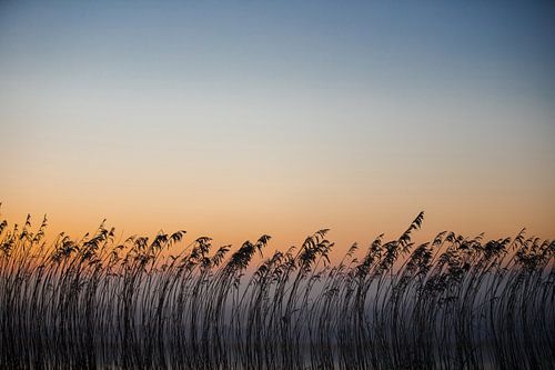 Lever de soleil apaisant avec les silhouettes de roseaux