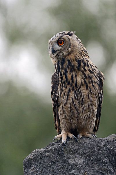 Eagle Owl ( Bubo bubo ), perched on a rock, watching aside, low point of view, wildlife, Europe. by wunderbare Erde