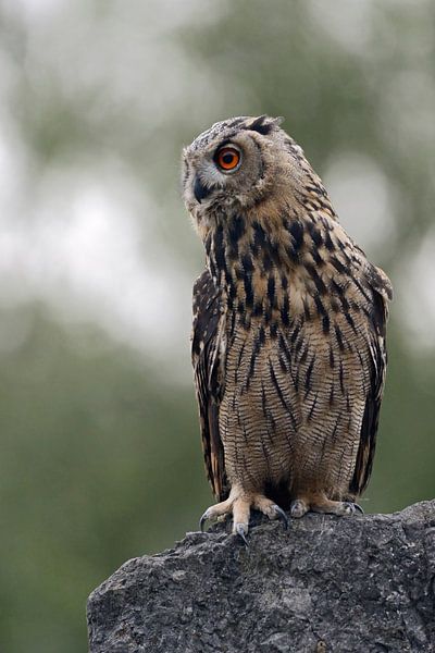 Adelaarsuil ( Bubo bubo ) zit in de schemering op zoek naar prooi, wild, Europa. van wunderbare Erde