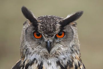 Europese Oehoe (Bubo bubo) van Ronald Pol