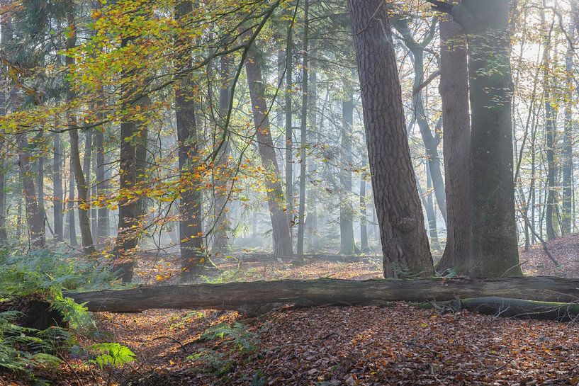 Herbstanfang in Beetsterzwaag - Friesland von Rudy Wagenaar