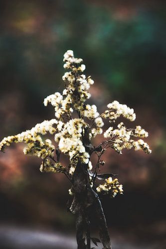 Style my Home series by Liberty Ragazza Biesma