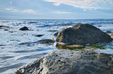 Stenen strand in Denemarken aan zee van Martin Köbsch