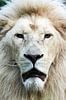 Witte leeuw  frontaal portret van Erik Wouters thumbnail