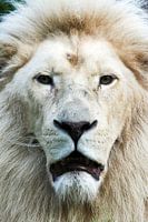 Witte leeuw  frontaal portret
