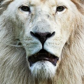 Portrait frontal d'un lion blanc sur Erik Wouters