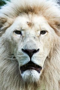 Witte leeuw  frontaal portret van Erik Wouters