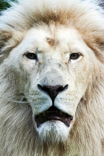 White lion frontal portrait