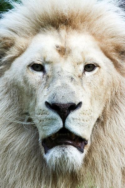 Witte leeuw  frontaal portret van Erik Wouters