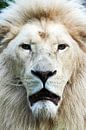 Witte leeuw  frontaal portret van Erik Wouters thumbnail