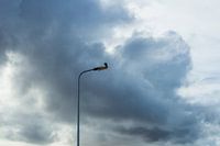 Falcon resting on a light pole