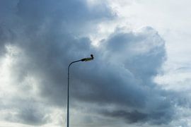 Faucon se reposant sur un lampadaire sur Yorrit v.d.Kaa