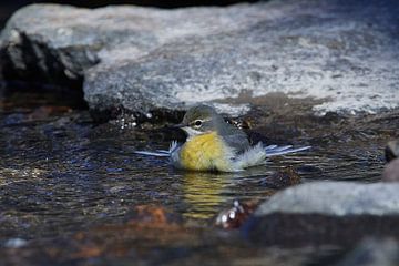 Grey Wagtail in Spring by Karin Jähne