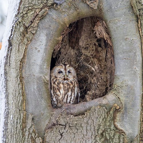 Tawny owl resting.