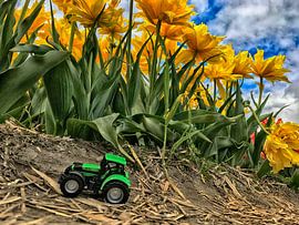 green garden by John Wieringa