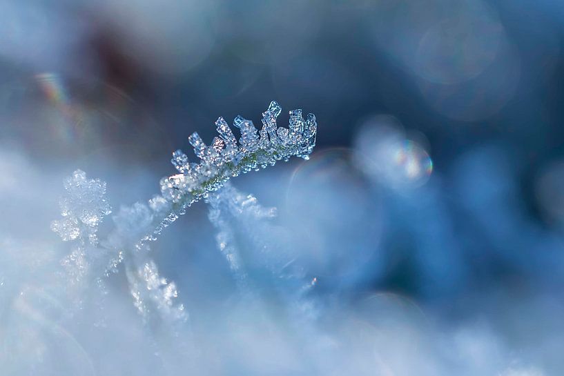 Berijpte grasspriet by D. Henriquez