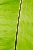 Banana leaf