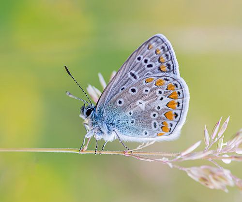 Iacrus butterfly in the morning.